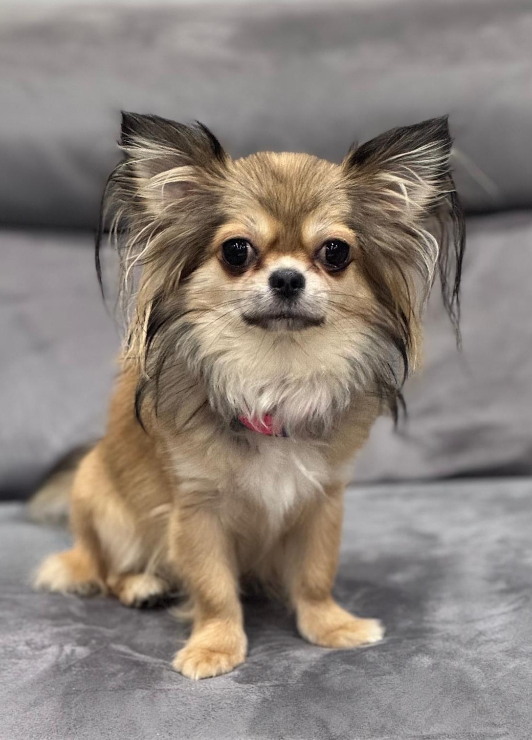 vom Trojangold, hodowla Owczark&oacute;w Niemieckich Długowłosych