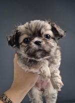 vom Trojangold, hodowla Owczarków Niemieckich Długowłosych