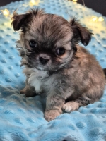 vom Trojangold, hodowla Owczarków Niemieckich Długowłosych