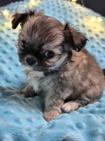 vom Trojangold, hodowla Owczarków Niemieckich Długowłosych