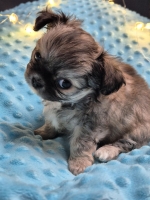 vom Trojangold, hodowla Owczarków Niemieckich Długowłosych