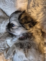 vom Trojangold, hodowla Owczarków Niemieckich Długowłosych