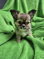 vom Trojangold, hodowla Owczarków Niemieckich Długowłosych