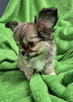 vom Trojangold, hodowla Owczarków Niemieckich Długowłosych