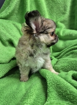 vom Trojangold, hodowla Owczarków Niemieckich Długowłosych