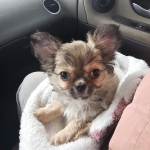 vom Trojangold, hodowla Owczarków Niemieckich Długowłosych