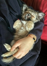 vom Trojangold, hodowla Owczarków Niemieckich Długowłosych