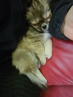 vom Trojangold, hodowla Owczarków Niemieckich Długowłosych