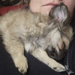 vom Trojangold, hodowla Owczarków Niemieckich Długowłosych