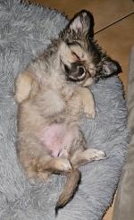 vom Trojangold, hodowla Owczarków Niemieckich Długowłosych