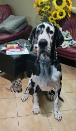 vom Trojangold, hodowla Owczarków Niemieckich Długowłosych