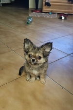 vom Trojangold, hodowla Owczarków Niemieckich Długowłosych