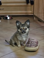 vom Trojangold, hodowla Owczarków Niemieckich Długowłosych