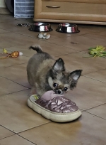 vom Trojangold, hodowla Owczarków Niemieckich Długowłosych