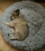 vom Trojangold, hodowla Owczarków Niemieckich Długowłosych