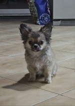 vom Trojangold, hodowla Owczarków Niemieckich Długowłosych