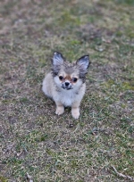 vom Trojangold, hodowla Owczarków Niemieckich Długowłosych