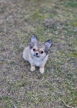 vom Trojangold, hodowla Owczarków Niemieckich Długowłosych