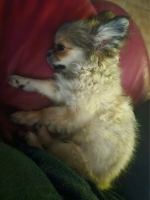 vom Trojangold, hodowla Owczarków Niemieckich Długowłosych