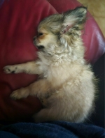 vom Trojangold, hodowla Owczarków Niemieckich Długowłosych