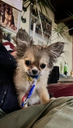 vom Trojangold, hodowla Owczarków Niemieckich Długowłosych