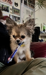 vom Trojangold, hodowla Owczarków Niemieckich Długowłosych