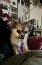 vom Trojangold, hodowla Owczarków Niemieckich Długowłosych