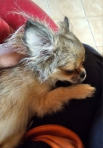 vom Trojangold, hodowla Owczarków Niemieckich Długowłosych