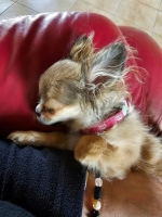 vom Trojangold, hodowla Owczarków Niemieckich Długowłosych