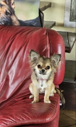 vom Trojangold, hodowla Owczarków Niemieckich Długowłosych