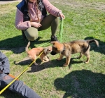 vom Trojangold, hodowla Owczarków Niemieckich Długowłosych