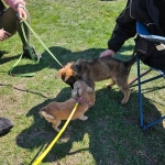vom Trojangold, hodowla Owczarków Niemieckich Długowłosych