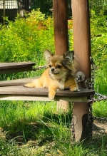 vom Trojangold, hodowla Owczarków Niemieckich Długowłosych