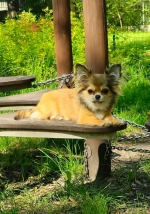 vom Trojangold, hodowla Owczarków Niemieckich Długowłosych