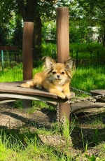 vom Trojangold, hodowla Owczarków Niemieckich Długowłosych