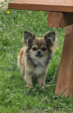 vom Trojangold, hodowla Owczarków Niemieckich Długowłosych