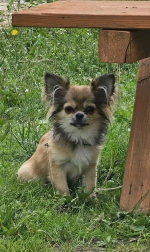 vom Trojangold, hodowla Owczarków Niemieckich Długowłosych