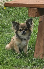 vom Trojangold, hodowla Owczarków Niemieckich Długowłosych