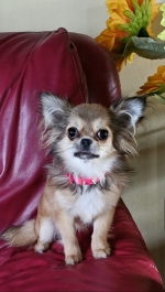 vom Trojangold, hodowla Owczarków Niemieckich Długowłosych