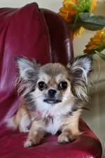 vom Trojangold, hodowla Owczarków Niemieckich Długowłosych