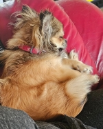 vom Trojangold, hodowla Owczarków Niemieckich Długowłosych