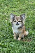 vom Trojangold, hodowla Owczarków Niemieckich Długowłosych