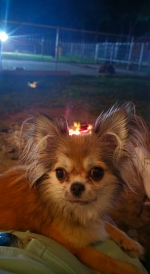 vom Trojangold, hodowla Owczarków Niemieckich Długowłosych