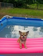 vom Trojangold, hodowla Owczarków Niemieckich Długowłosych