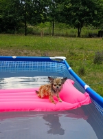 vom Trojangold, hodowla Owczarków Niemieckich Długowłosych