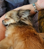 vom Trojangold, hodowla Owczarków Niemieckich Długowłosych