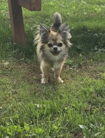 vom Trojangold, hodowla Owczarków Niemieckich Długowłosych