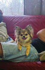 vom Trojangold, hodowla Owczarków Niemieckich Długowłosych