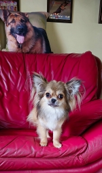 vom Trojangold, hodowla Owczarków Niemieckich Długowłosych