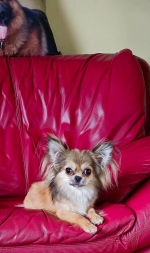 vom Trojangold, hodowla Owczarków Niemieckich Długowłosych